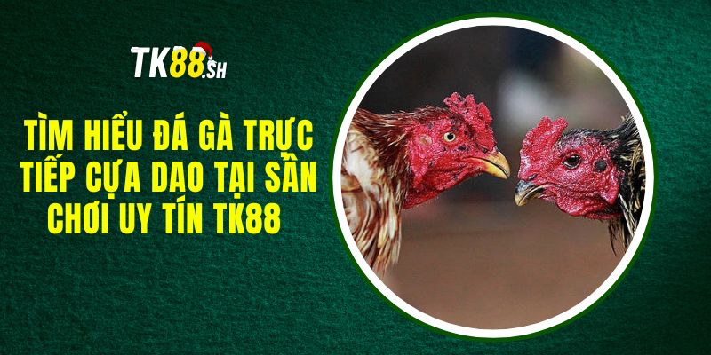 Tìm Hiểu Đá Gà Trực Tiếp Cựa Dao Tại Sân Chơi Uy Tín TK88