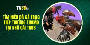 Tìm Hiểu Đá Gà Trực Tiếp Trường Thomo Tại Nhà Cái TK88